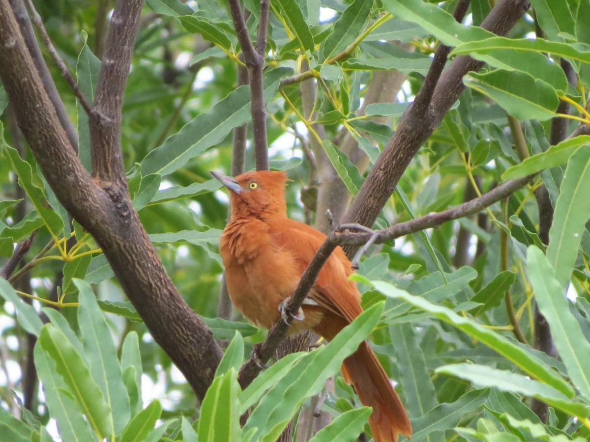 Pousada Trilha Do Velho Chico Piranhas  Ngoại thất bức ảnh